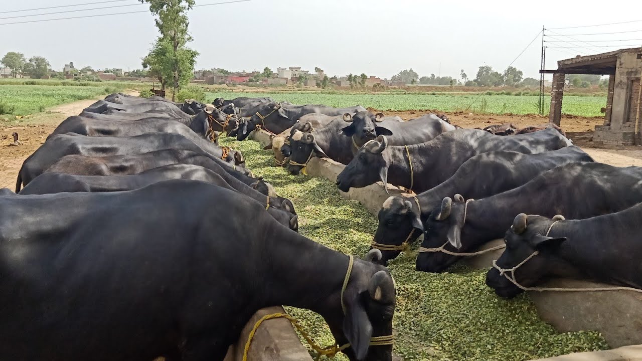 AVS Dairy Projects Supply Good And Safe Milk And Milk Products AVS 